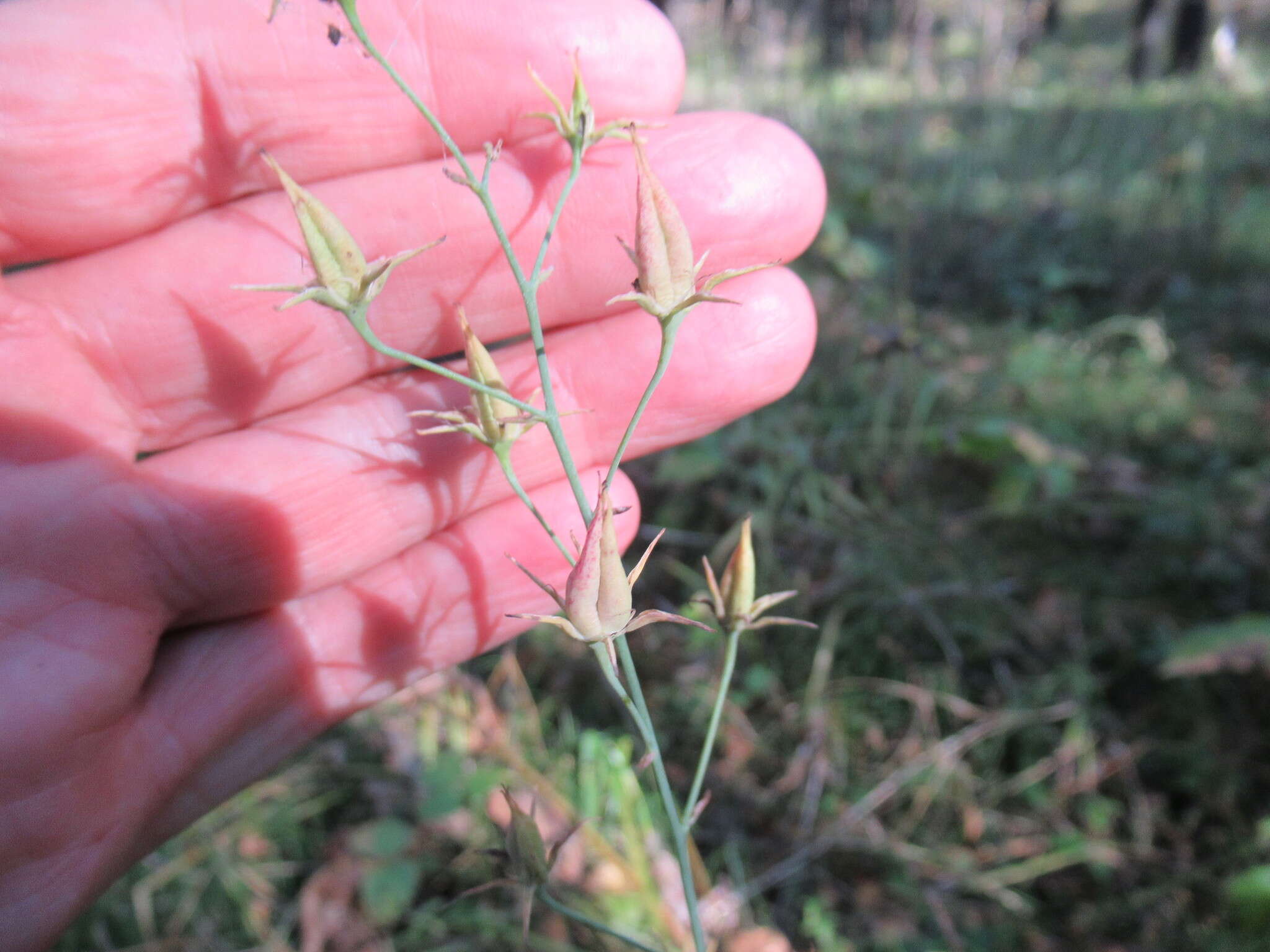 Image of Anticlea sibirica (L.) Kunth