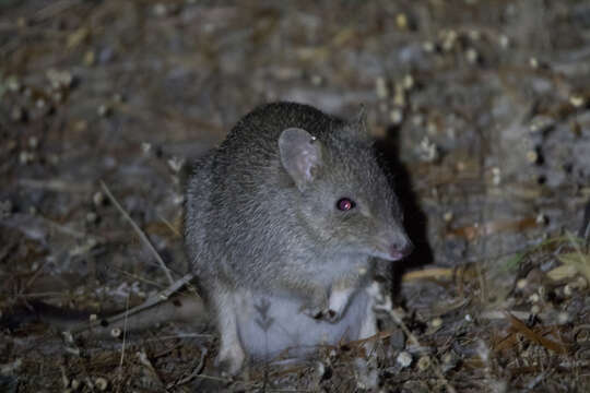 Image of Brush-tailed Bettong