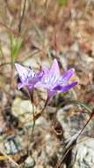 Image of Bridges' brodiaea