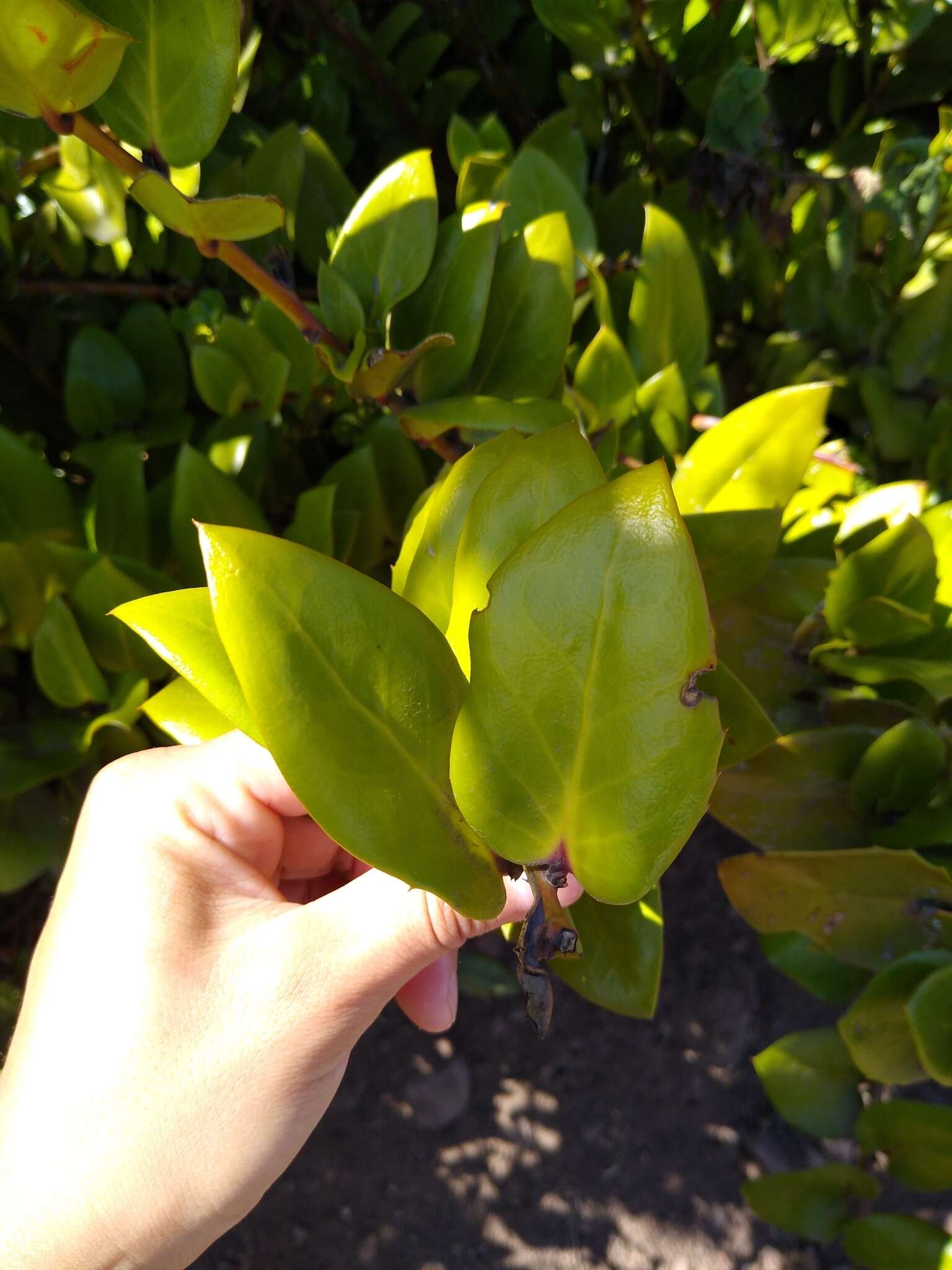 Griselinia scandens (Ruiz & Pav.) Taub.的圖片