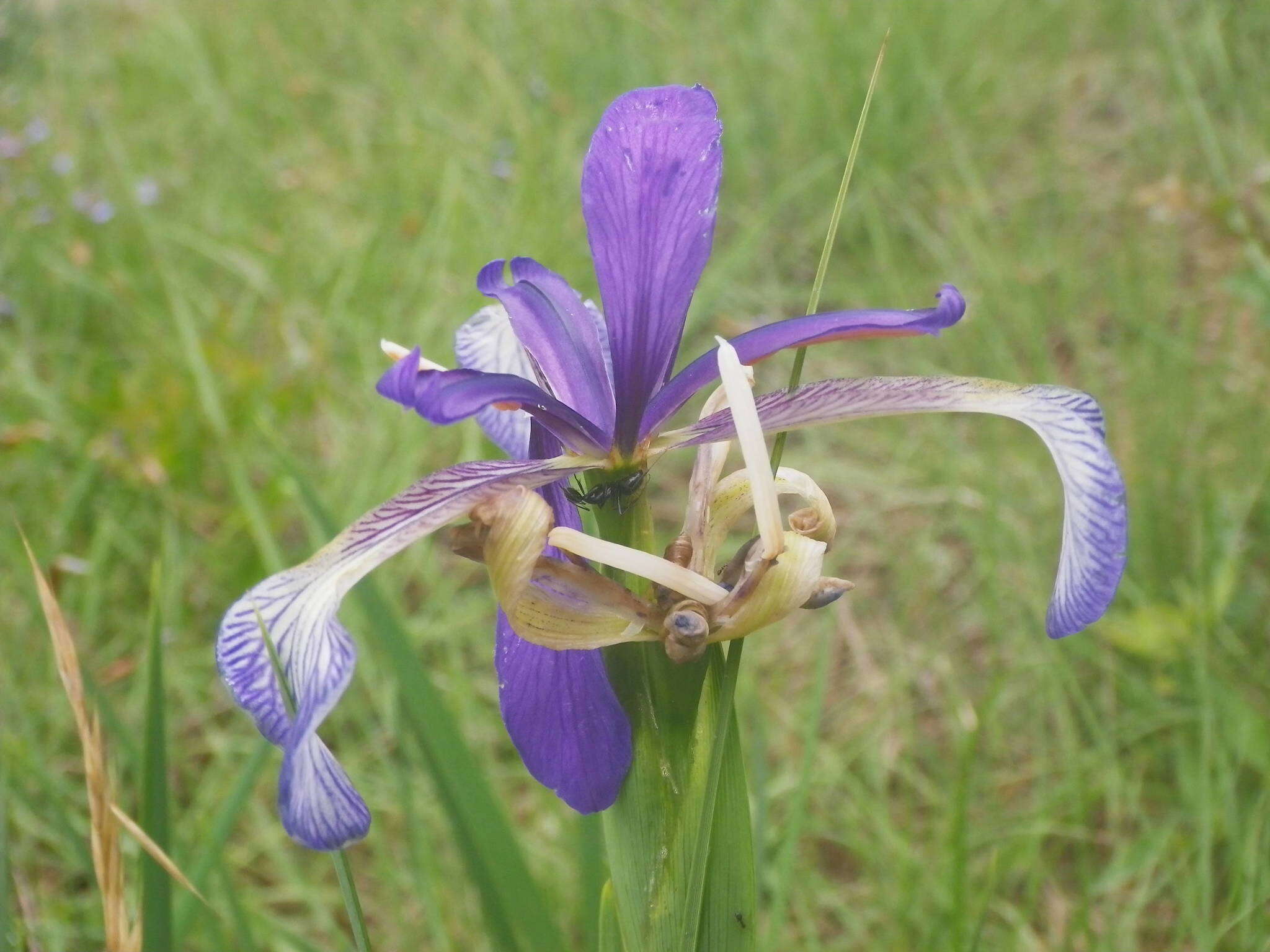 Iris reichenbachiana Klatt resmi