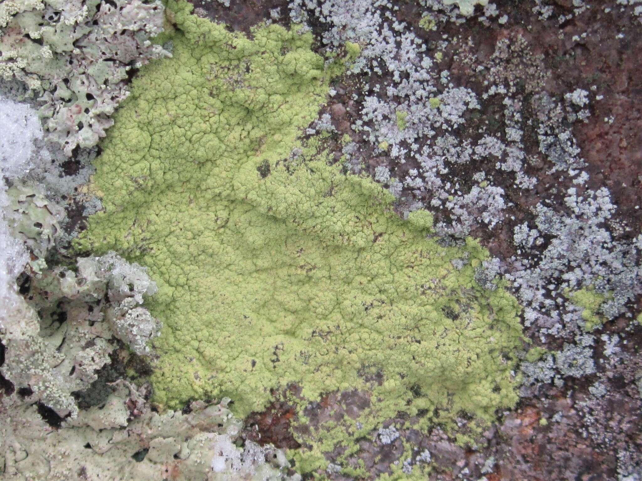 Image of Sulphur dust lichen