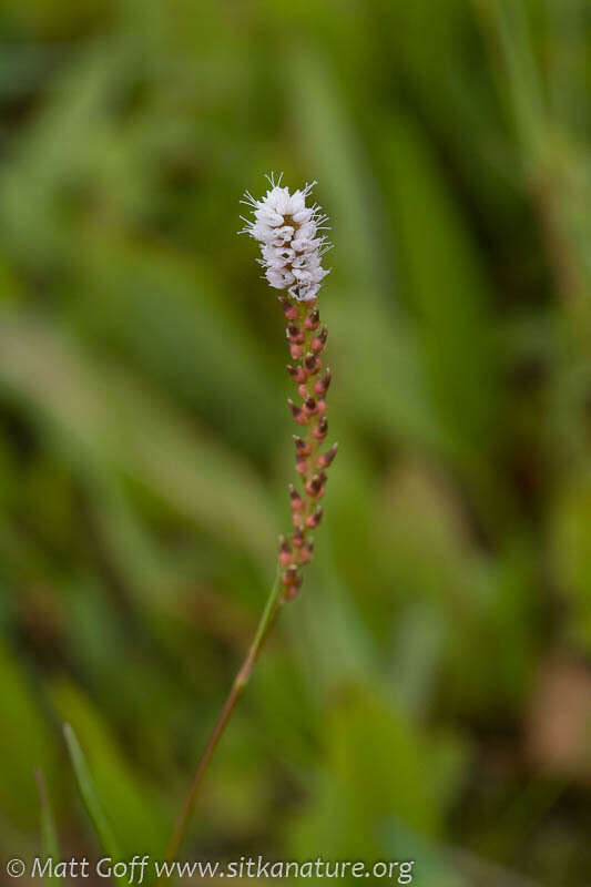 Imagem de Bistorta vivipara (L.) Delarbre