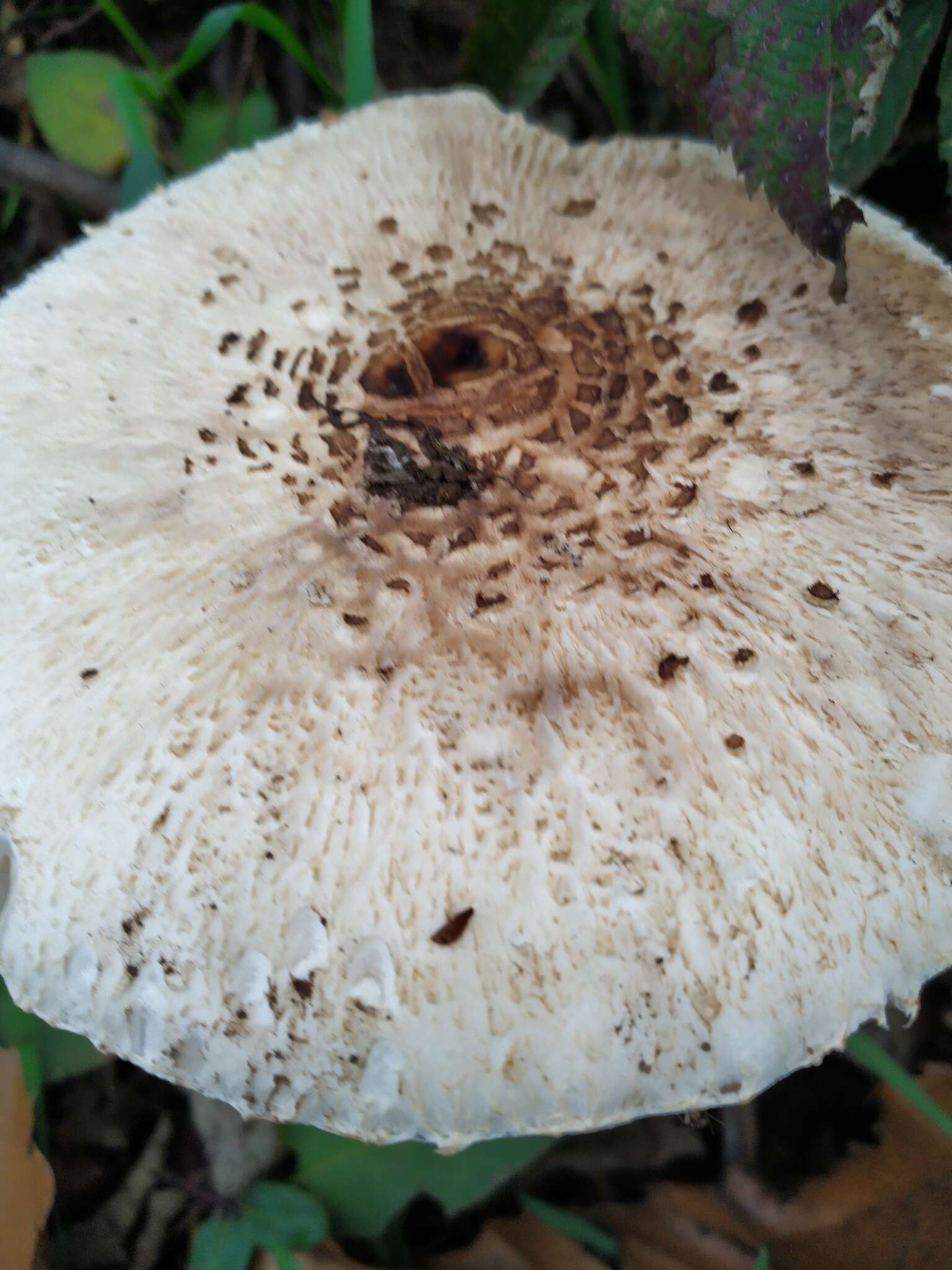 Macrolepiota bonaerensis (Speg.) Singer 1951 resmi