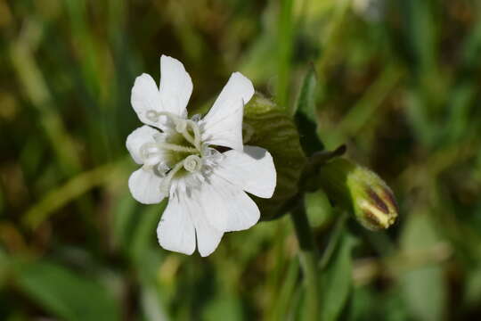 Imagem de Silene latifolia subsp. latifolia