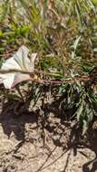 Image de Calystegia subacaulis subsp. episcopalis R. K. Brummitt