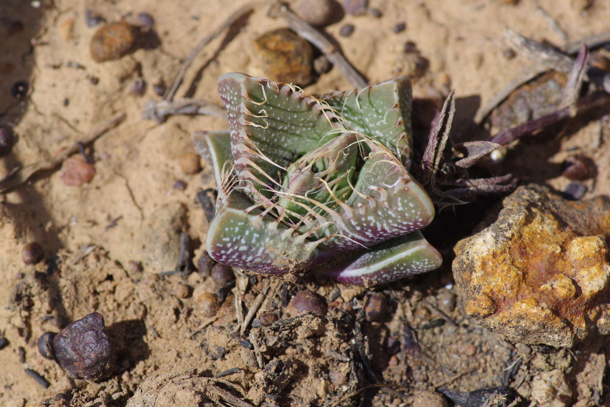 Image of Faucaria tigrina (Haw.) Schwant.