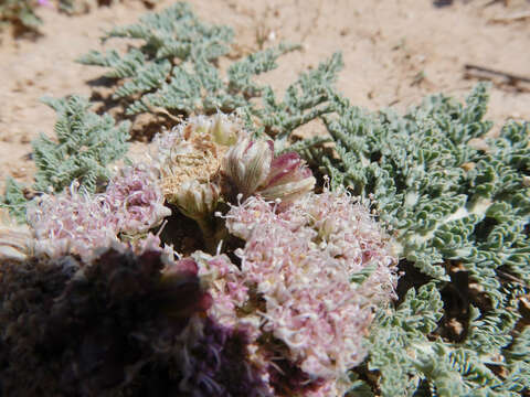 Image of mountain springparsley