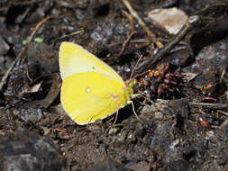 صورة Colias occidentalis Scudder 1862