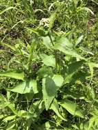 Sivun Parthenium auriculatum Britt. kuva