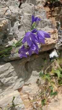 Imagem de Campanula sabatia De Not.