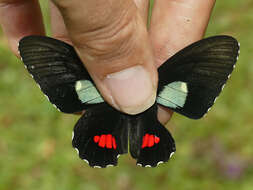 صورة Parides panares (Gray (1853))