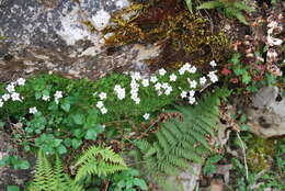 Imagem de Arenaria balearica L.