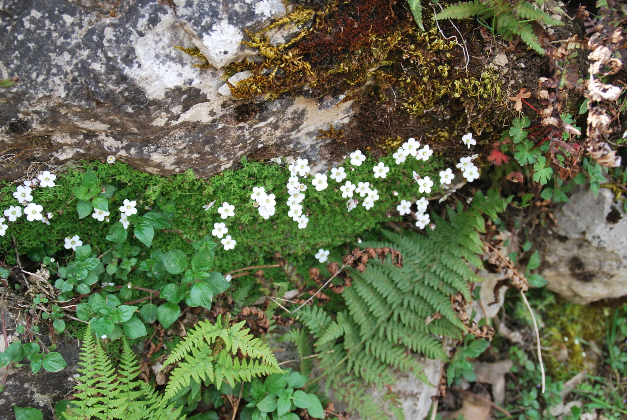 Image de Arenaria balearica L.