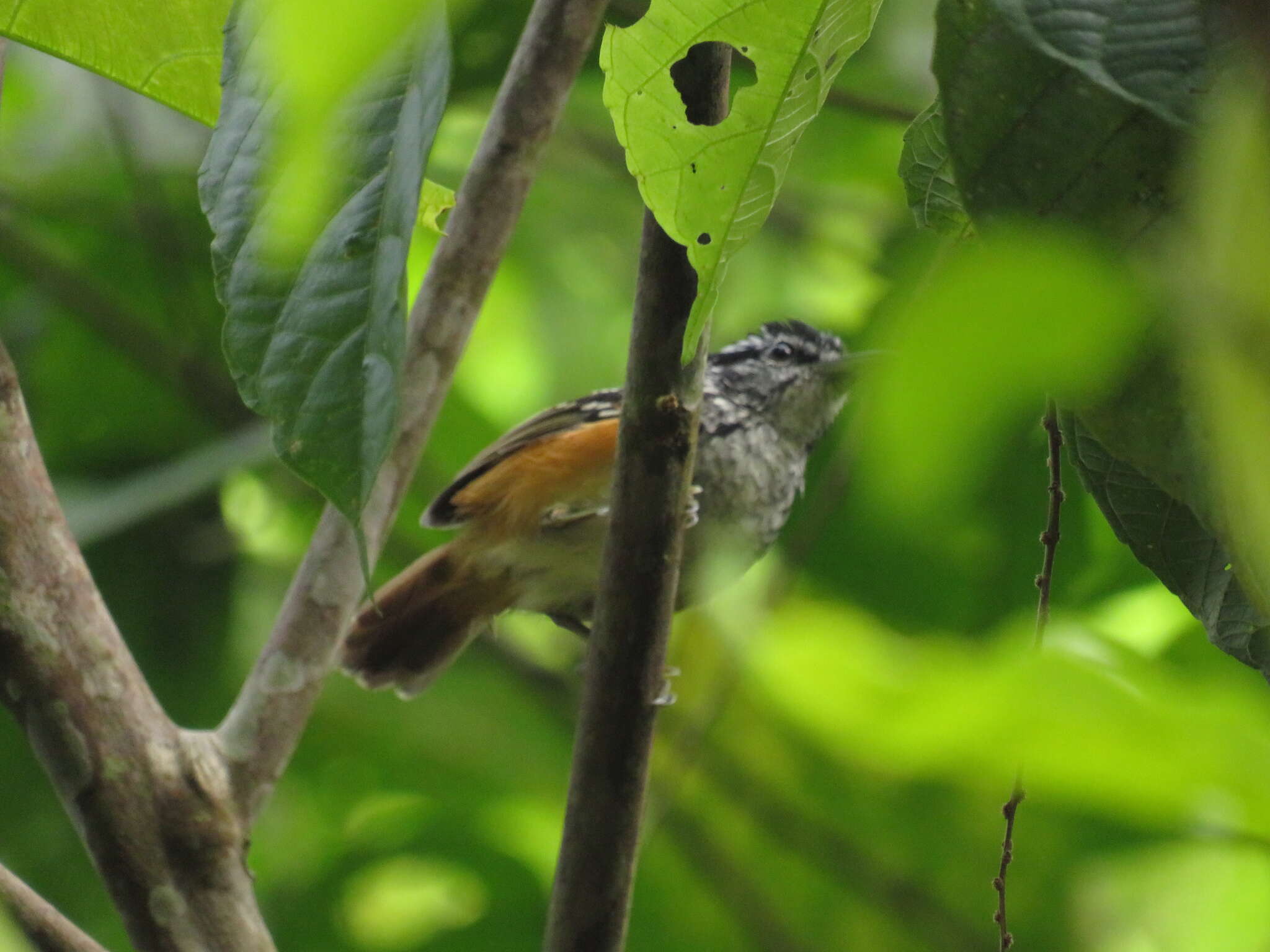 Image of Peruvian Warbling Antbird