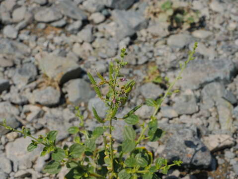 Image of Cleome noeana Boiss.