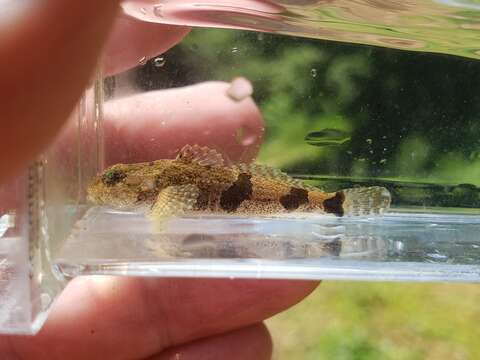 Image of Banded Sculpin