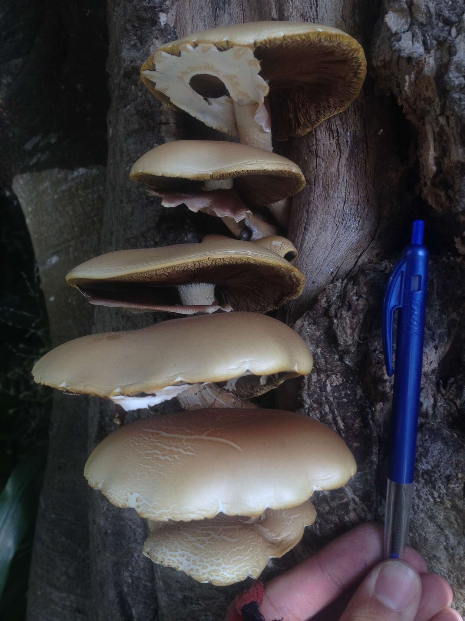 Слика од Cyclocybe parasitica (G. Stev.) Vizzini 2014