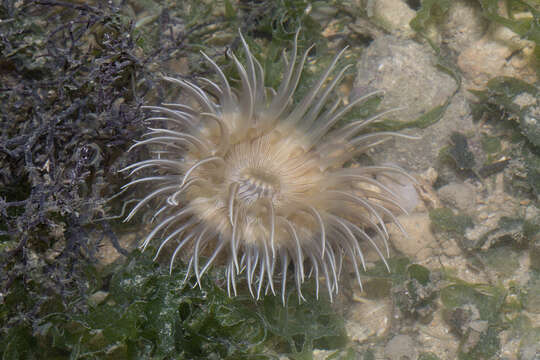 Hormathianthus tuberculatus Carlgren 1943 resmi