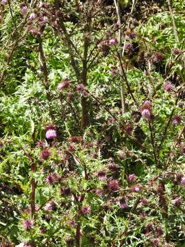 Image of Sacramento Mountain thistle