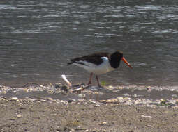 Image of Haematopus ostralegus osculans Swinhoe 1871