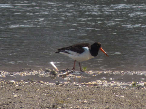 Image de Haematopus ostralegus osculans Swinhoe 1871