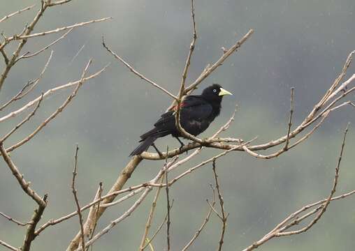 Image of Red-rumped Cacique