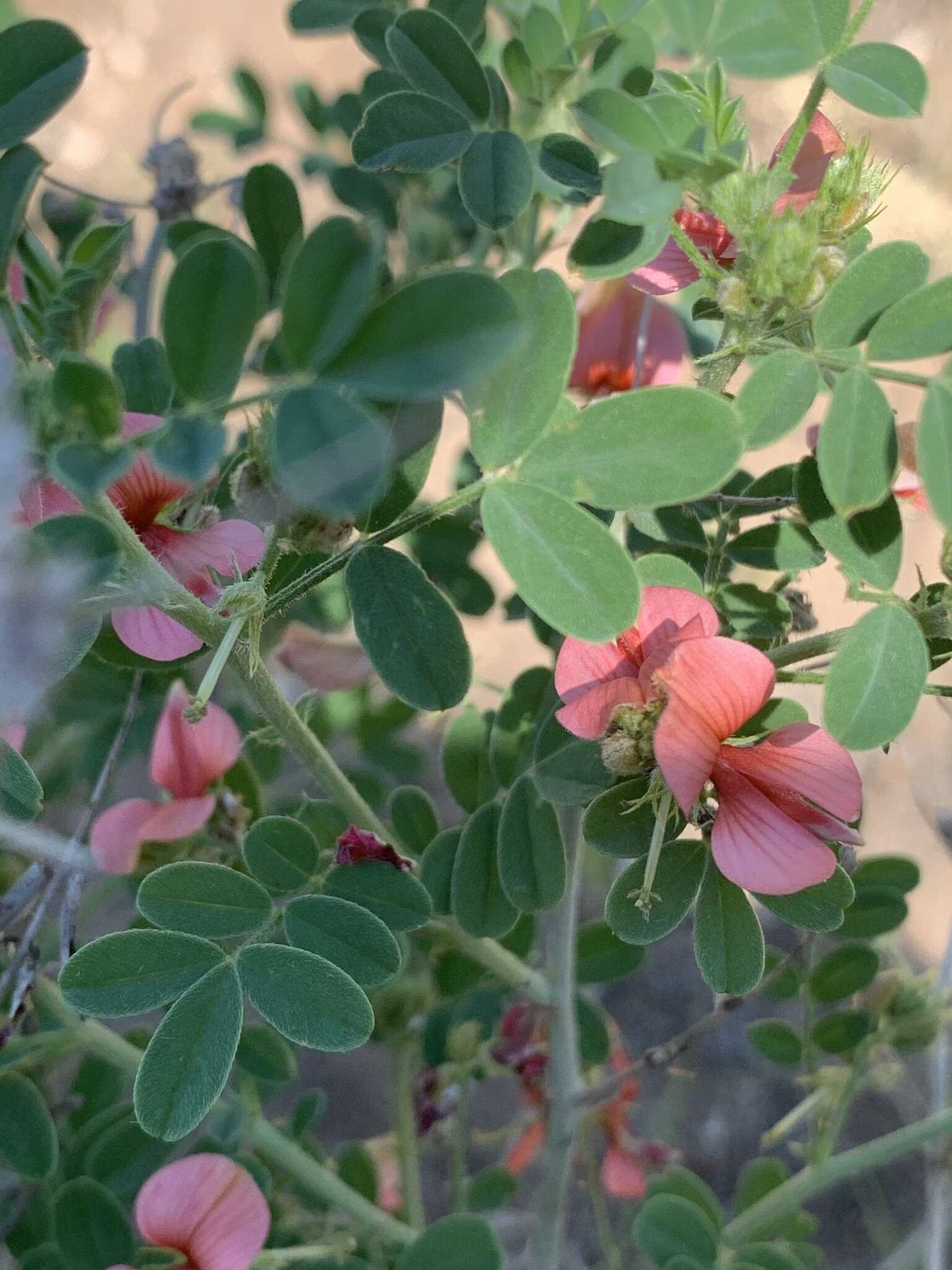 Indigofera ingrata N. E. Br.的圖片