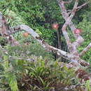 Image of Laelia marginata (Lindl.) L. O. Williams