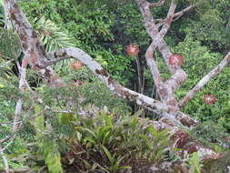 Image of Laelia marginata (Lindl.) L. O. Williams