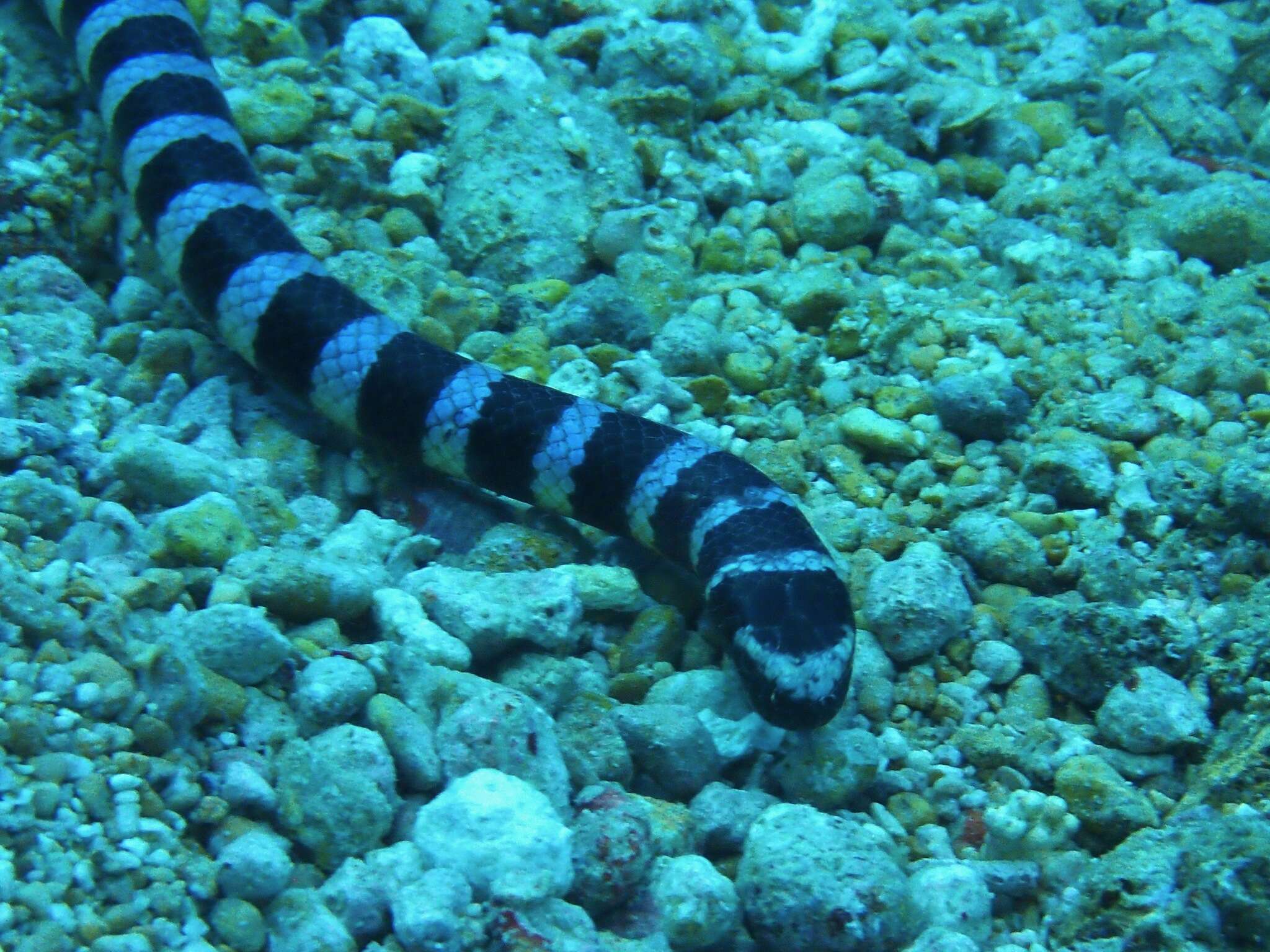 Image of Blackbanded Sea Krait