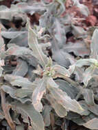 Oenothera suffrutescens (Ser.) W. L. Wagner & Hoch resmi