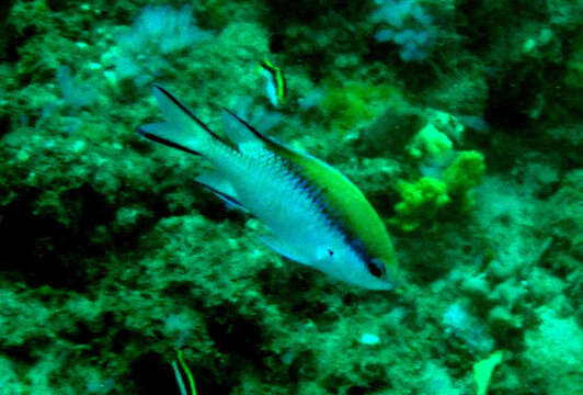 Sivun Chromis nitida (Whitley 1928) kuva