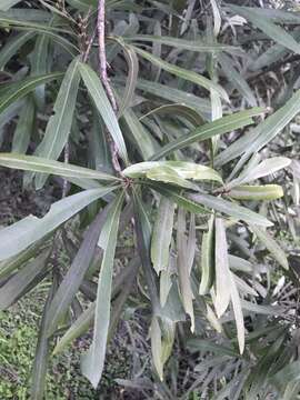 Image of Pouteria salicifolia (Spreng.) Radlk.