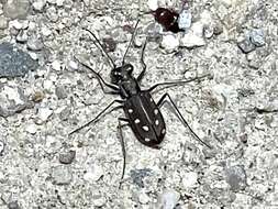 Image of Cicindela (Cicindelidia) ocellata ocellata Klug 1834