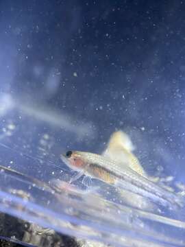 Image of Striped gudgeon