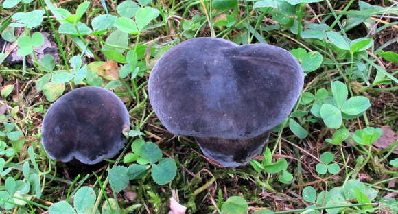 Image of Tylopilus alboater (Schwein.) Murrill 1909