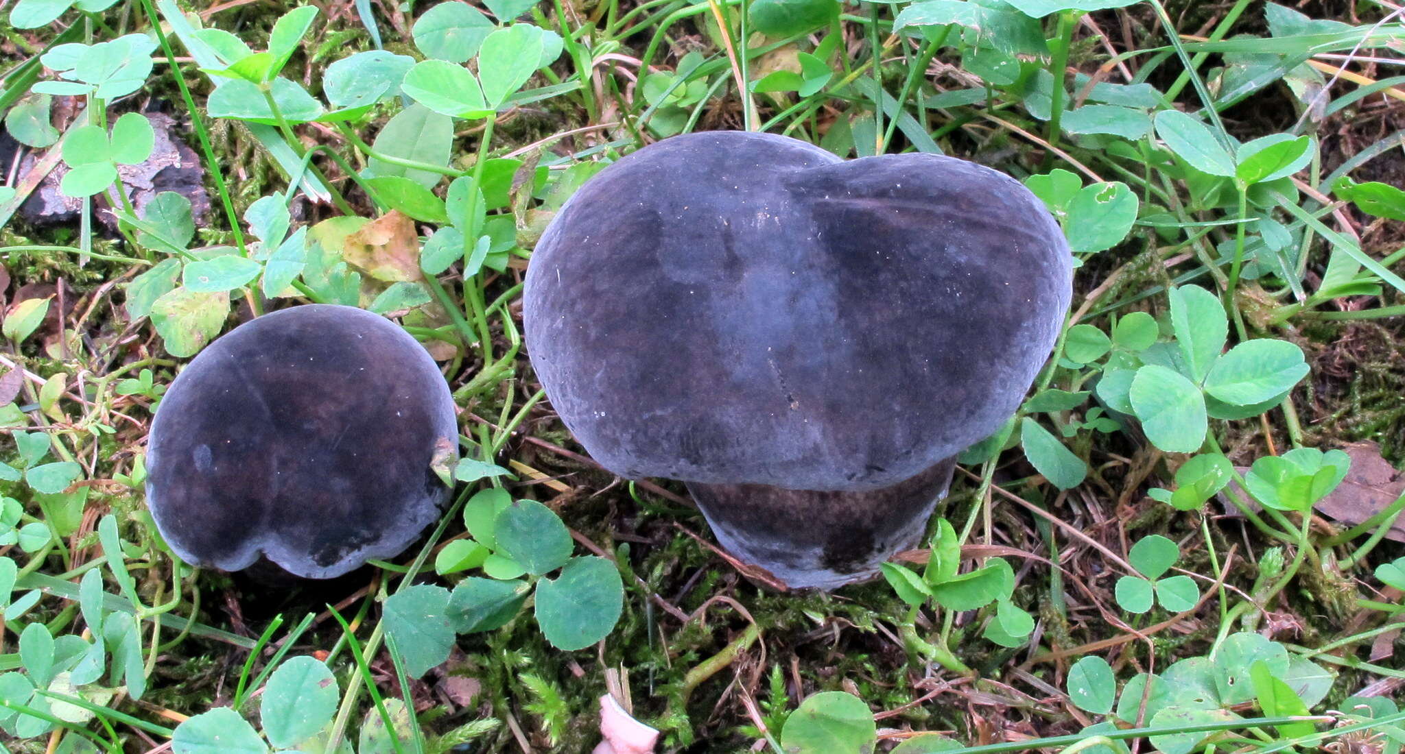 Image of Tylopilus alboater (Schwein.) Murrill 1909