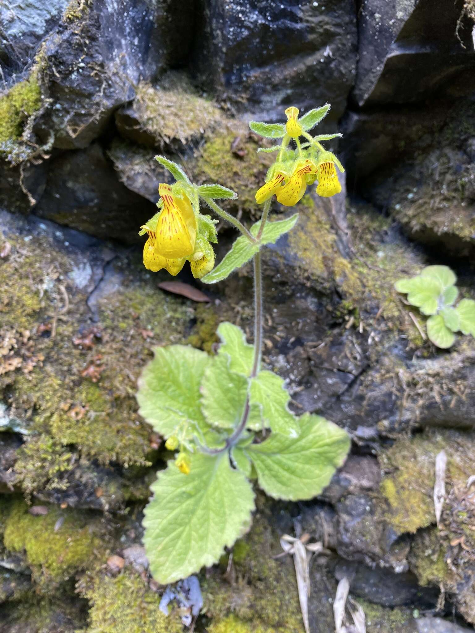 Image of Calceolaria crenatiflora Cav.