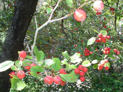 Imagem de Crataegus baroussana Eggleston