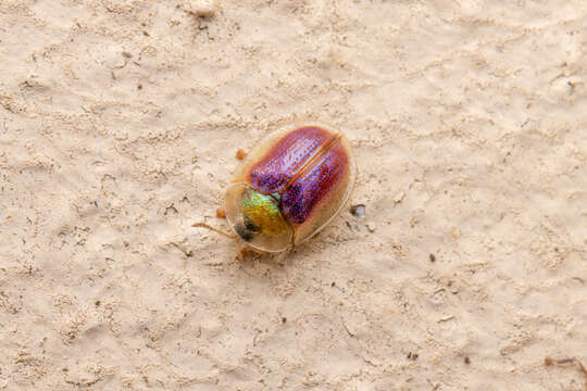 Image of Rainbow tortoise beetle