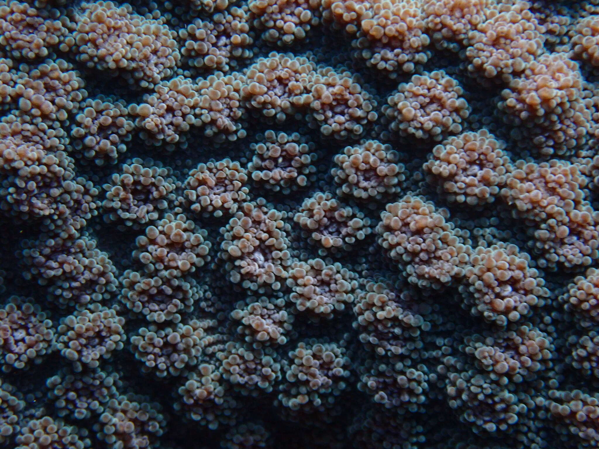 Image of Hedgehog Coral