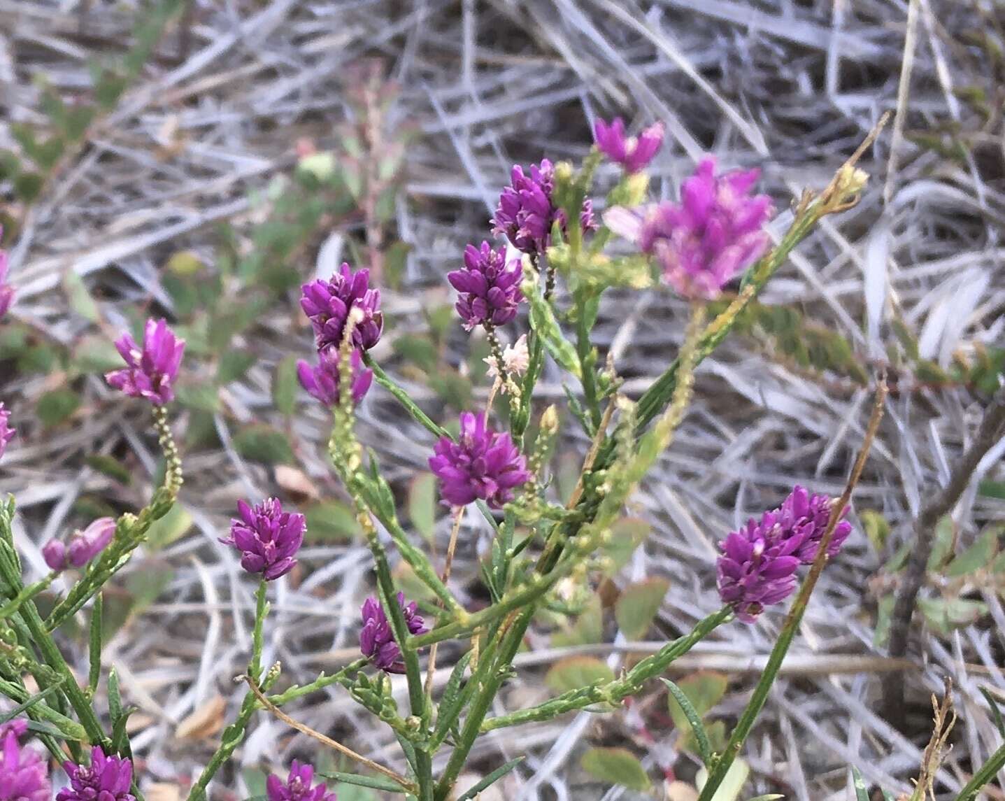 Image of Long-Stem Milkwort