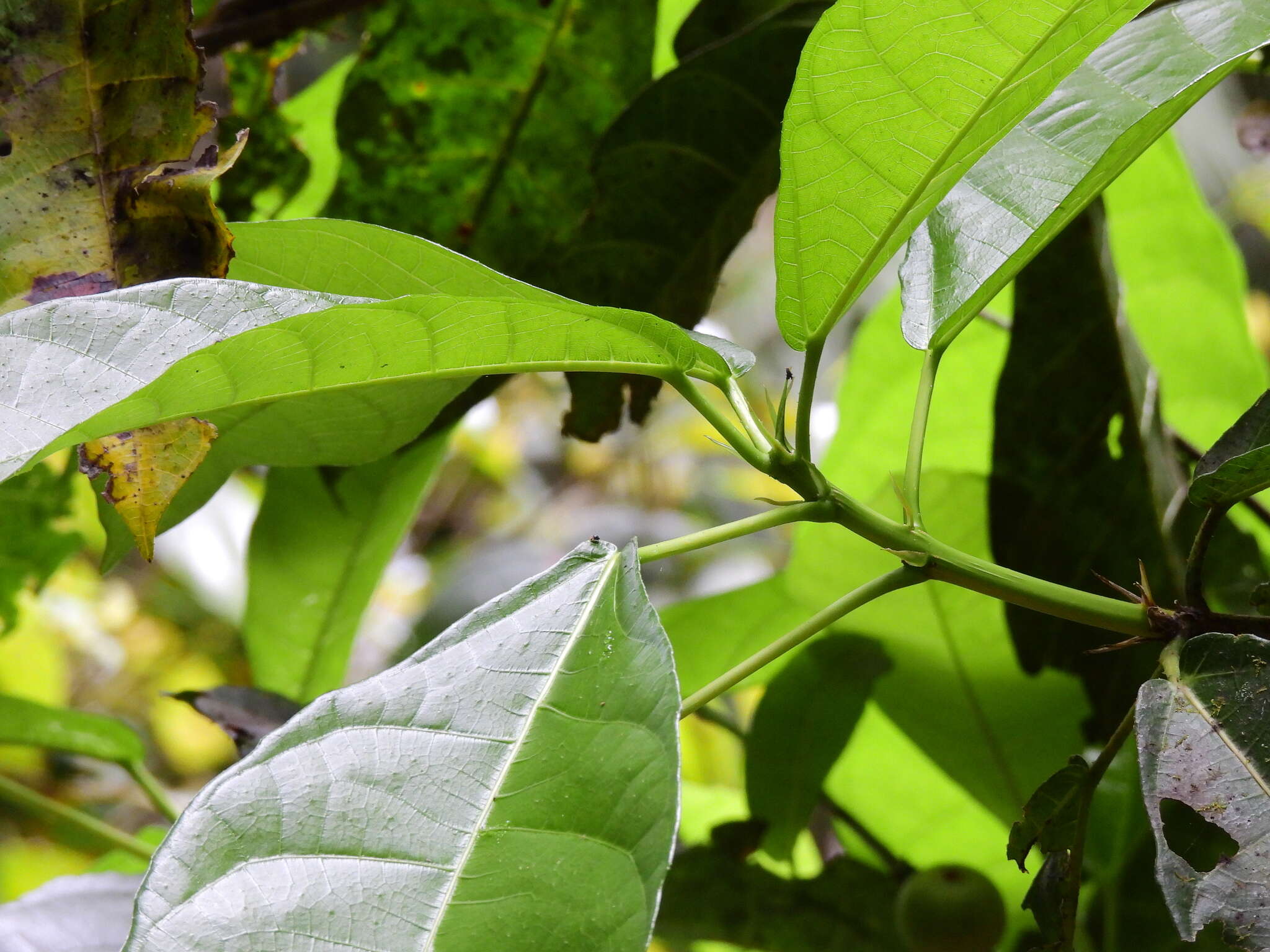 Слика од Ficus copiosa Steud.