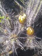 Image de Echinopsis deserticola (Werderm.) H. Friedrich & G. D. Rowley