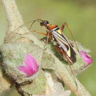 Image of Closterocoris amoenus (Provancher 1887)