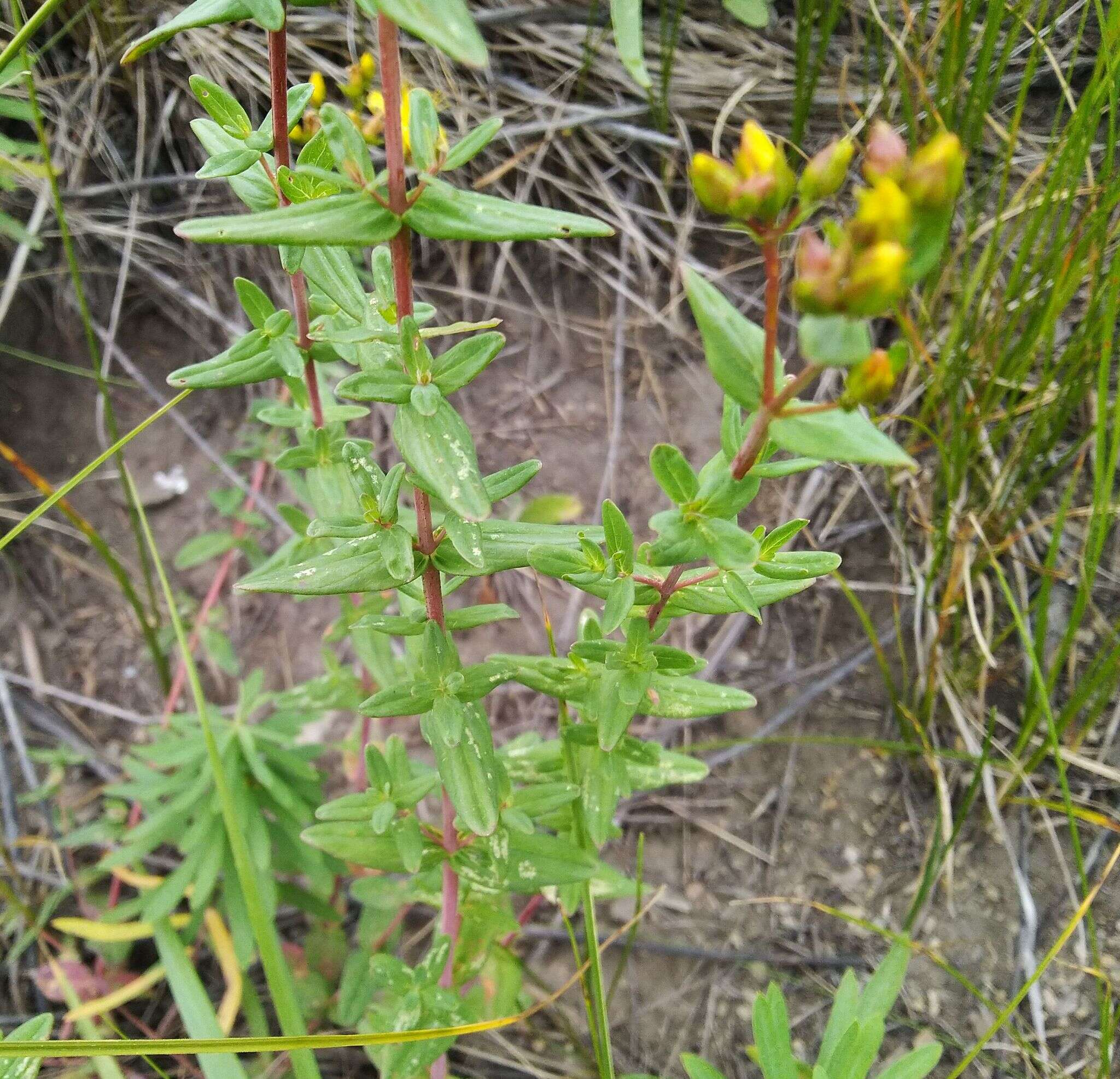 Image of Hypericum elegans Steph. ex Willd.