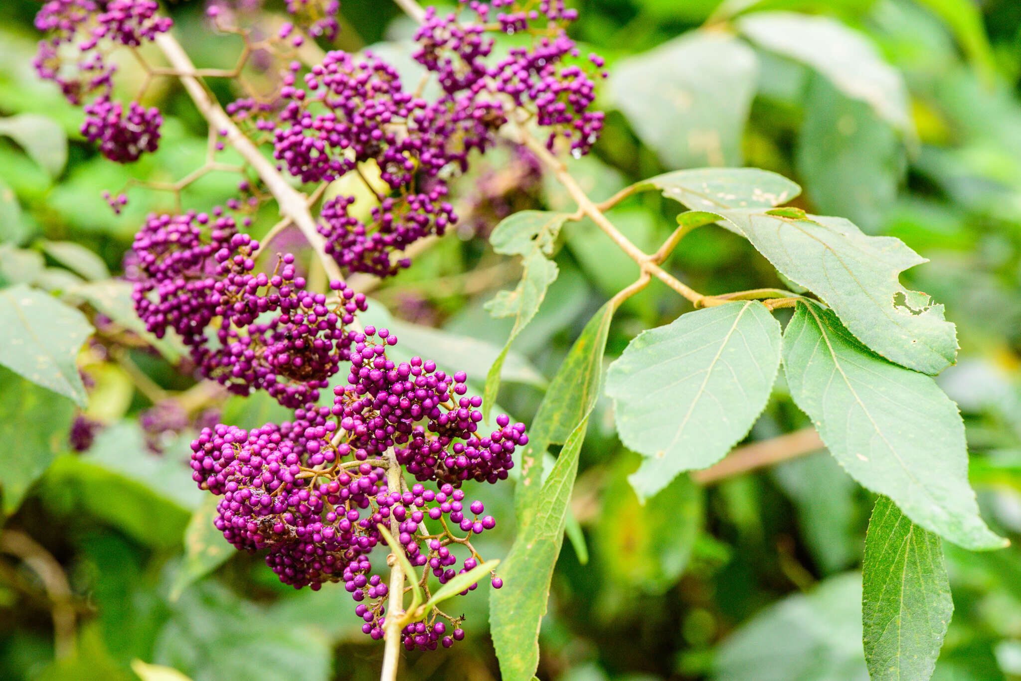 Image of Callicarpa pedunculata R. Br.