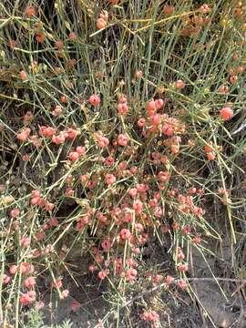 Image of Ephedra distachya subsp. helvetica (C. A. Mey.) Asch. & Graebn.