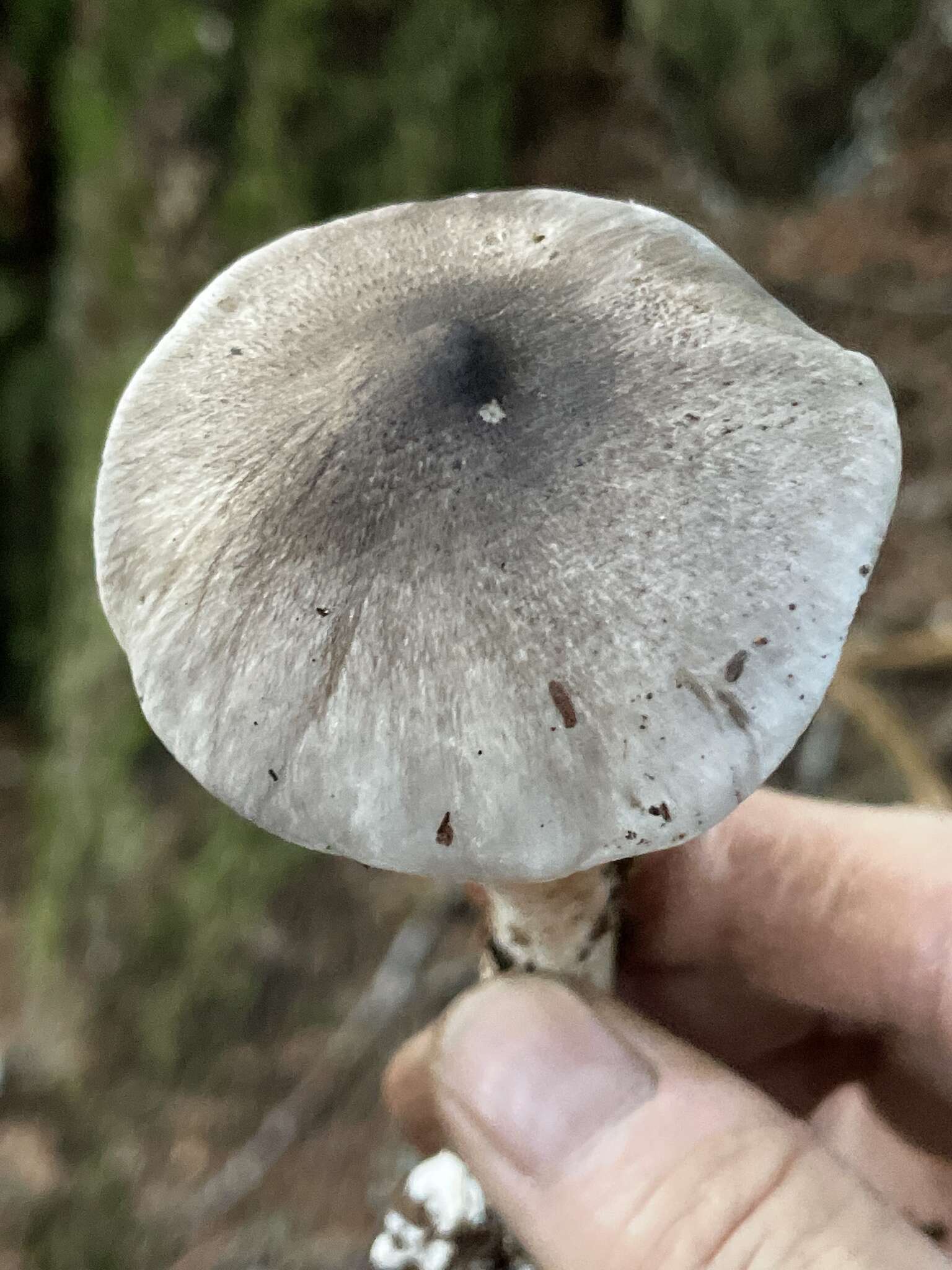 Image of Tricholoma argenteum Ovrebo 1989